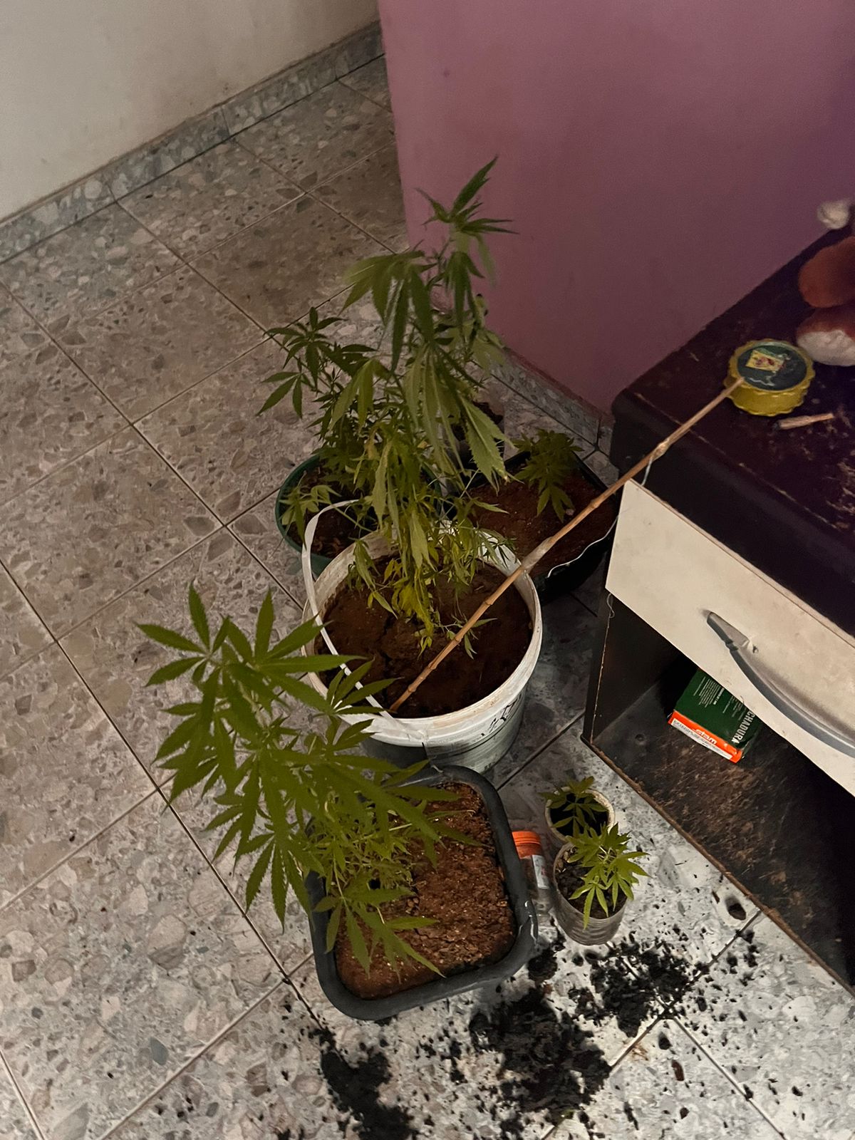 Batalhão de Ações com Cães apreende oito pés de maconha em uma residência em Vista Alegre